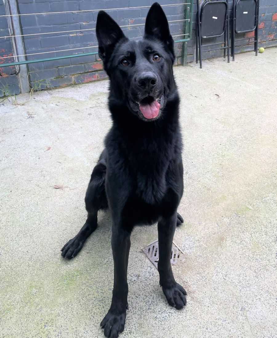 Kylo - Large Male German Shepherd Dog in VIC - PetRescue