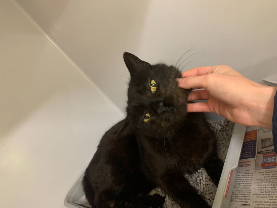 Fergus Kitty Fergus - Male Domestic Short Hair Cat in NSW - PetRescue