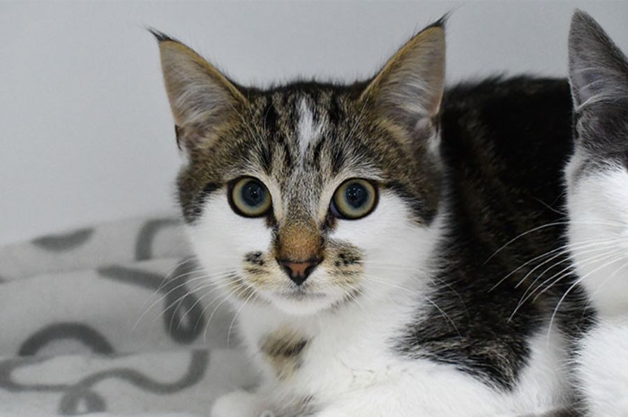 Campbelltown Animal Care Facility PetRescue