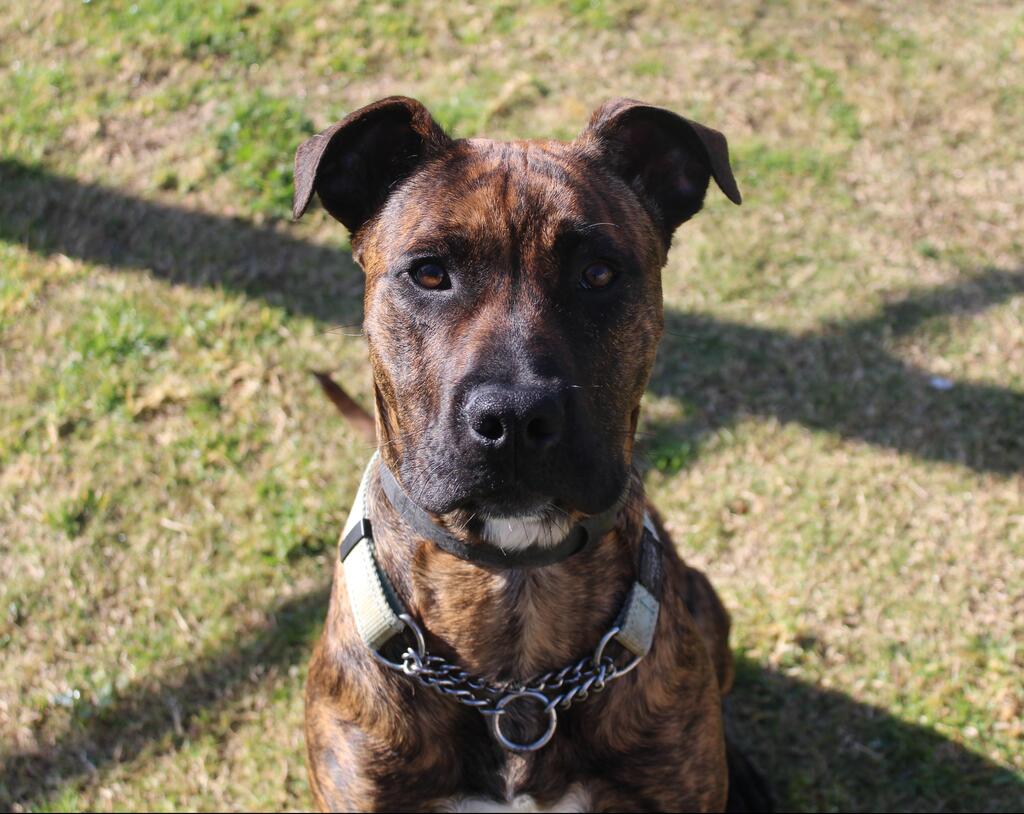 Charlie Large Male Bull Arab x Mastiff Mix Dog in WA PetRescue