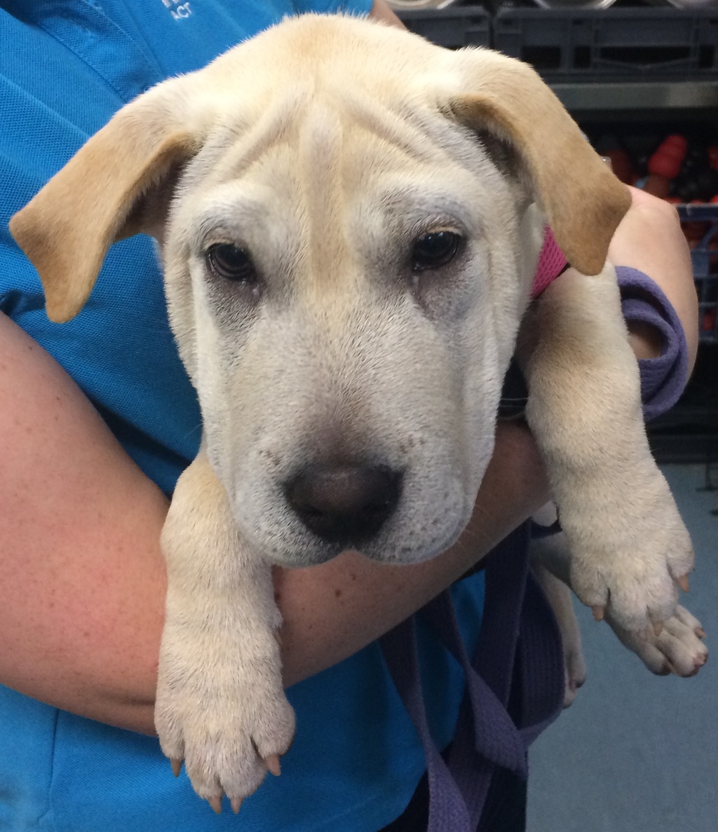 Duchess Medium Female Labrador x Shar Pei Mix Dog in ACT PetRescue