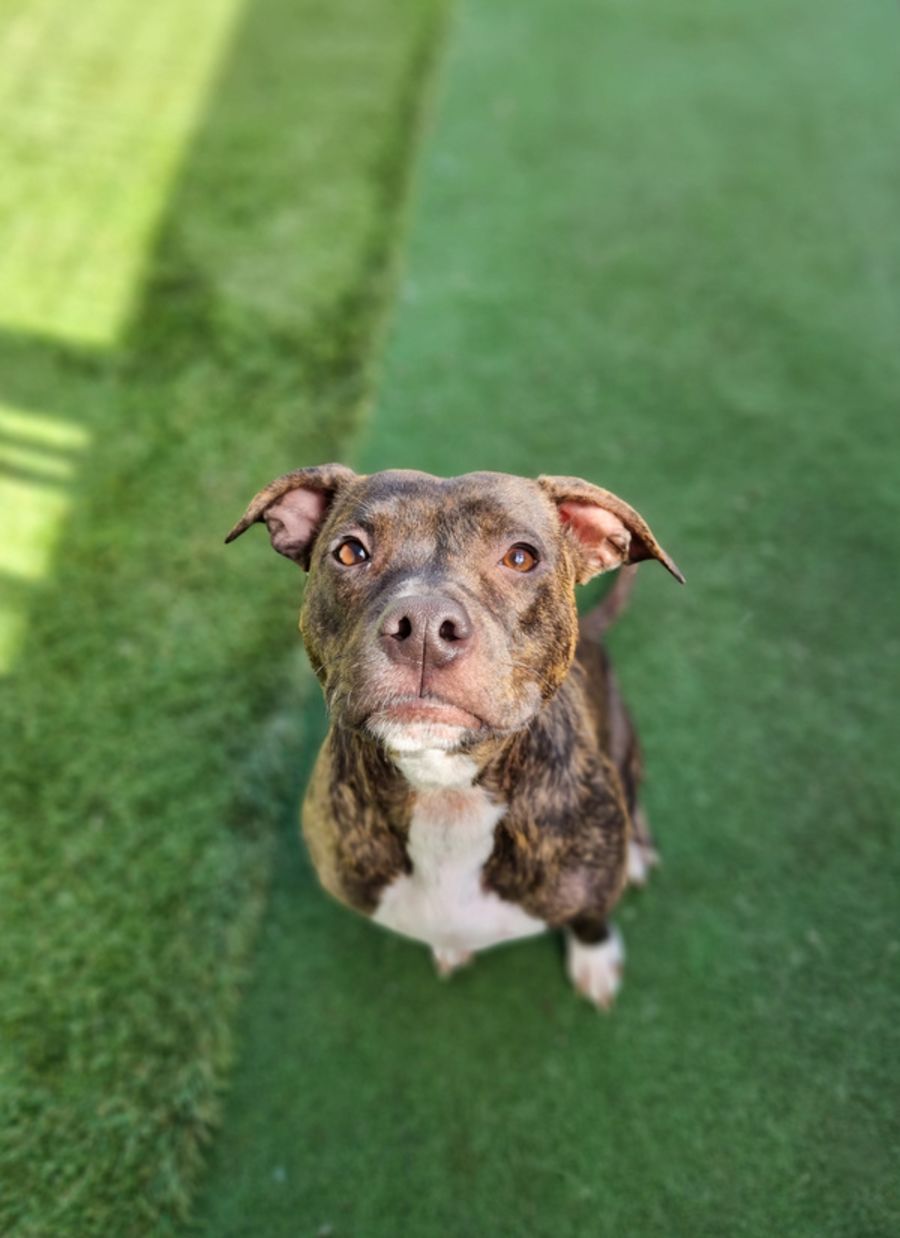 Matilda Small Female Staffordshire Bull Terrier Dog in NSW PetRescue