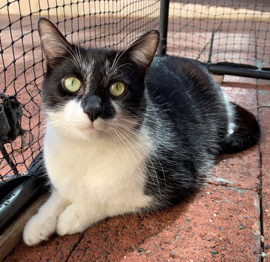 max-male-domestic-short-hair-cat-in-nsw-petrescue