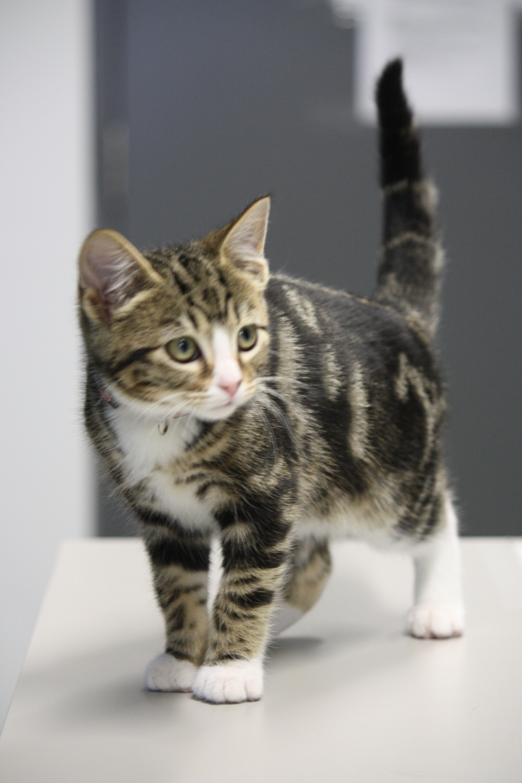 Lord Farquaad Male Domestic Short Hair Mix Cat in QLD PetRescue