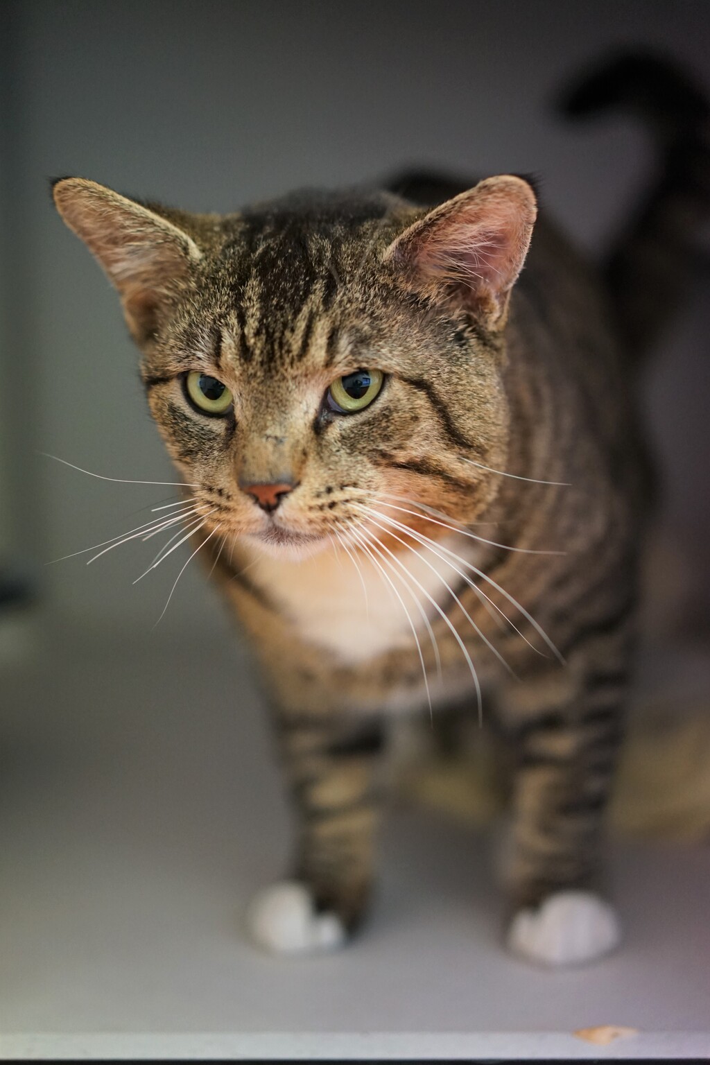 Boston Male Domestic Short Hair Mix Cat In QLD PetRescue