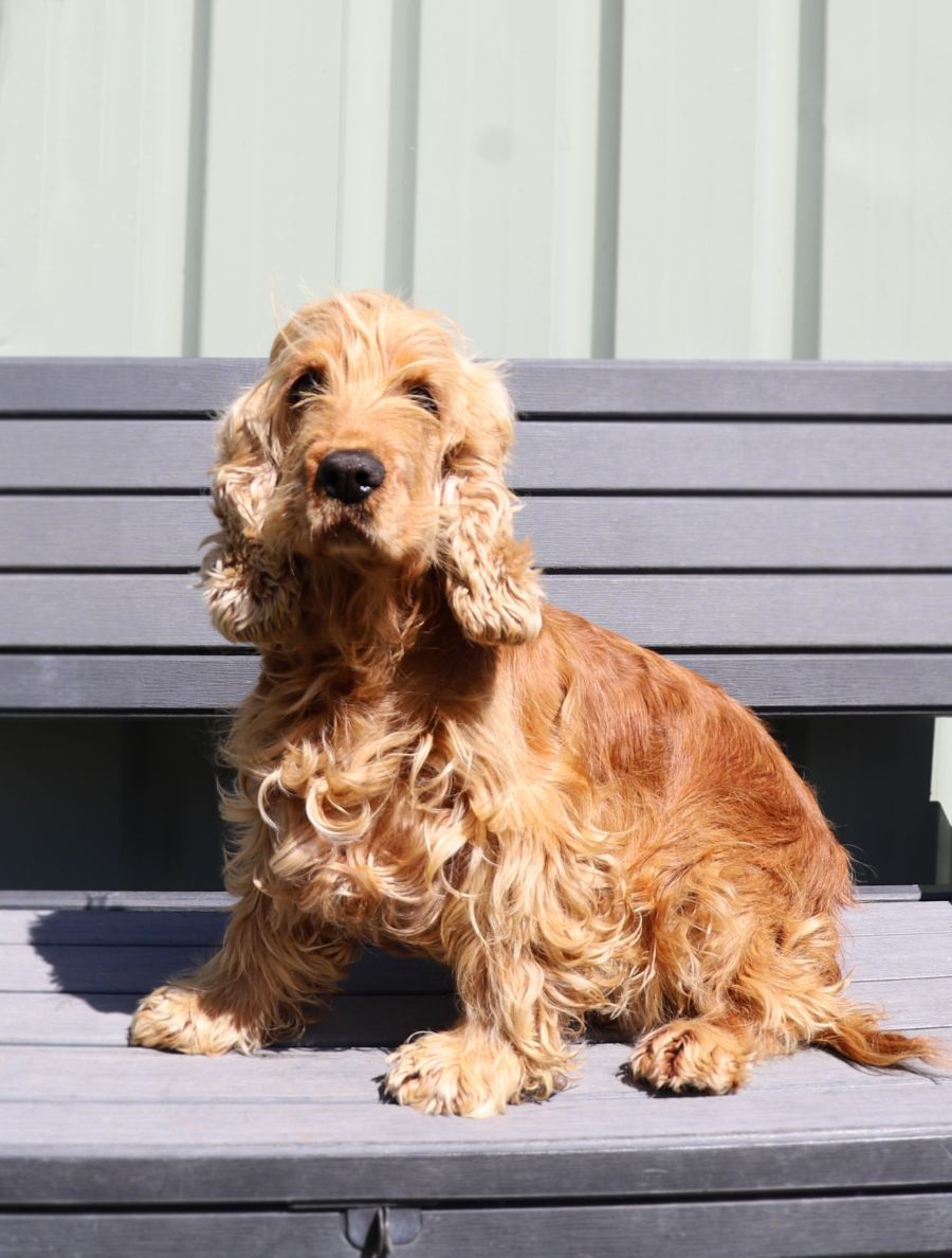 Jules Small Female Cocker Spaniel Dog in NSW PetRescue