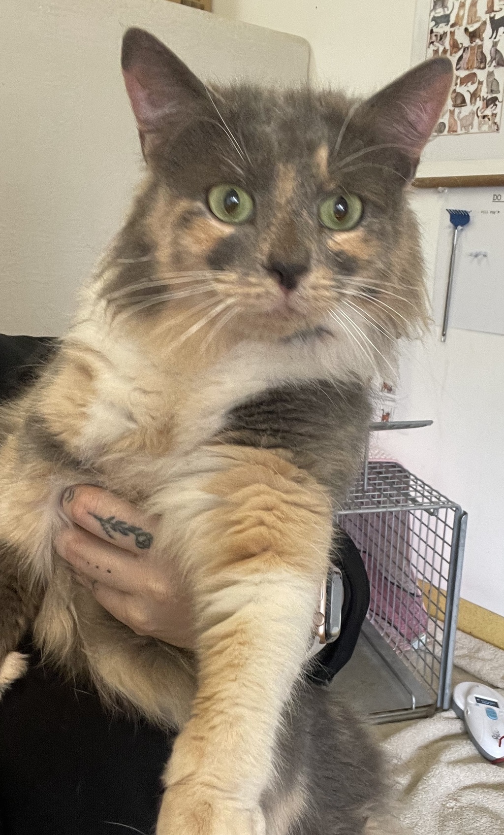 Percephony Rescued Persephone - Female Domestic Longhair Mix Cat in VIC - PetRescue