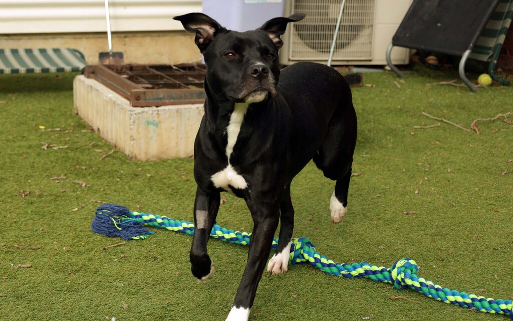 Po Medium Female Great Dane x Staffy Mix Dog in VIC PetRescue