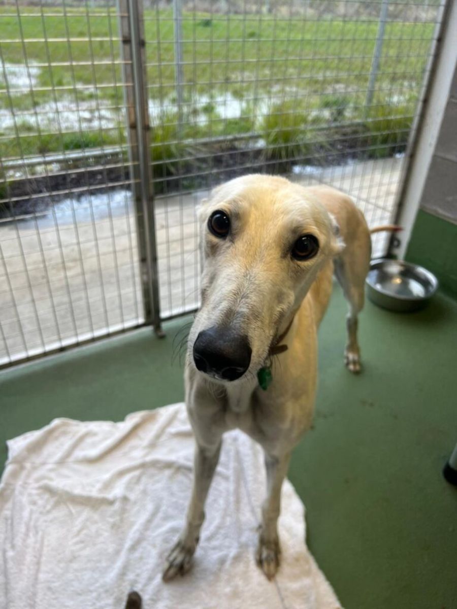 Jimmy Large Male Greyhound Dog in VIC PetRescue