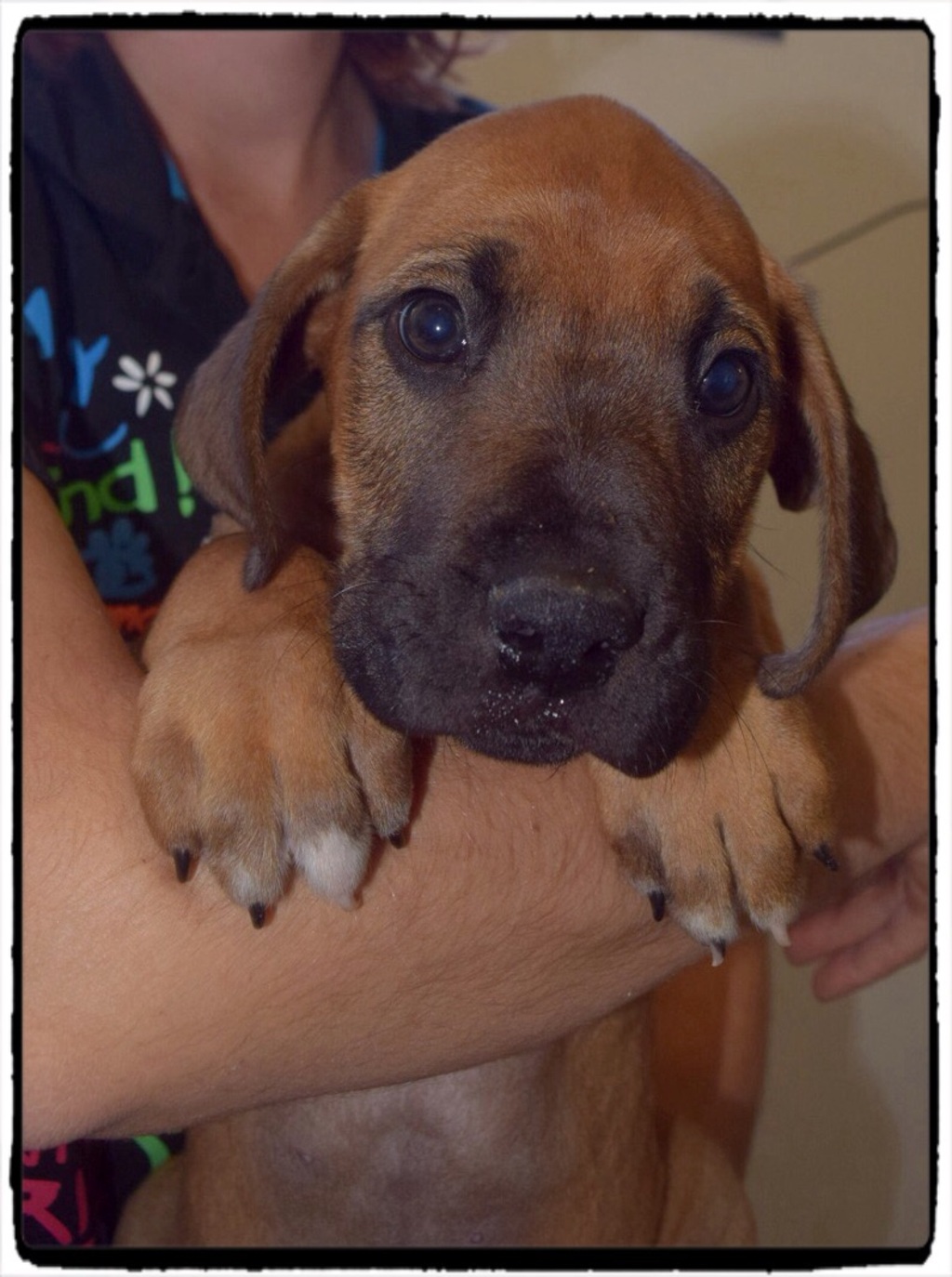 Ned Large Male Rhodesian Ridgeback x Louisiana Catahoula Leopard Dog Mix Dog in QLD PetRescue