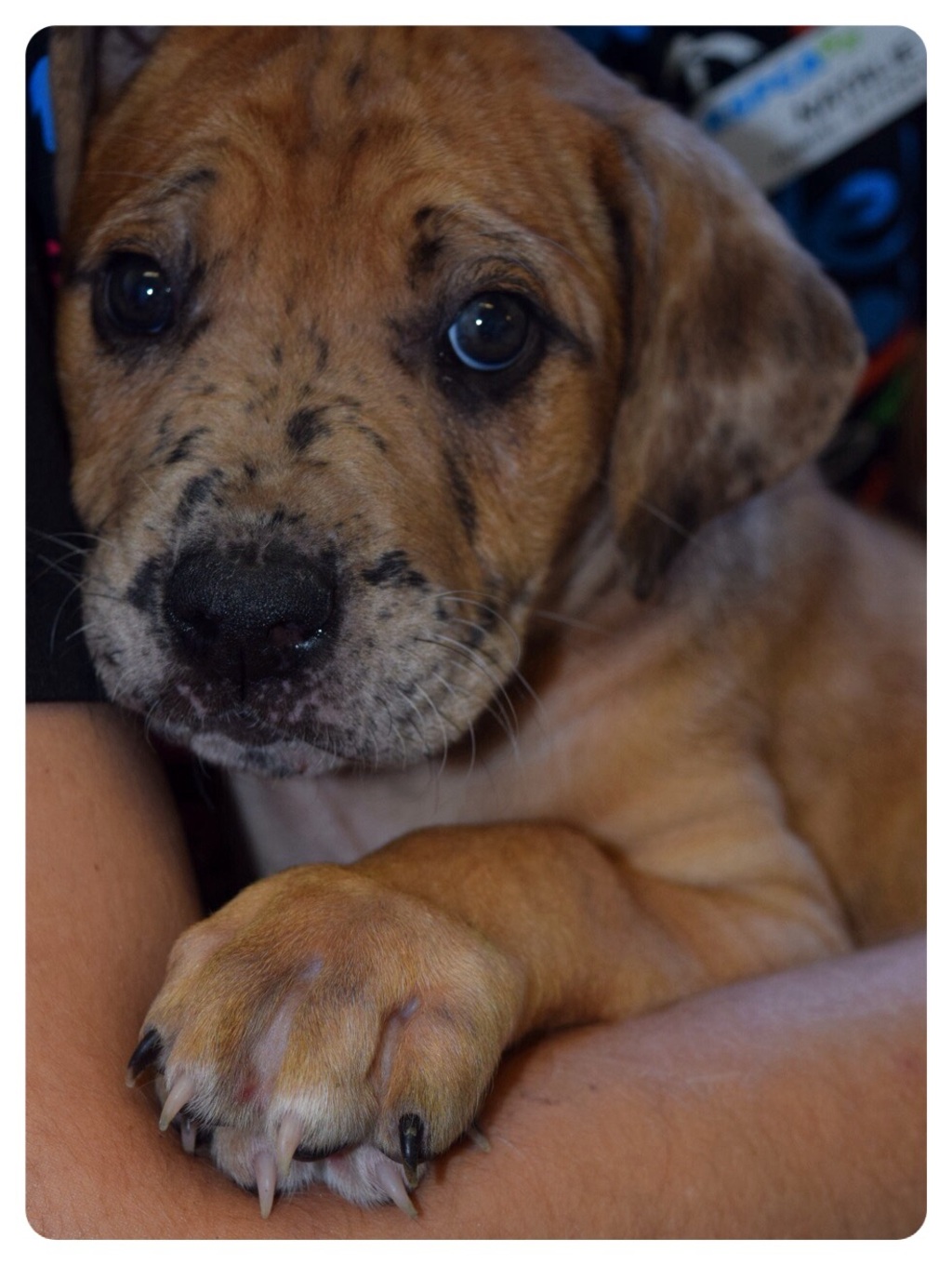 Jingo Large Female Rhodesian Ridgeback x Louisiana Catahoula Leopard Dog Mix Dog in QLD