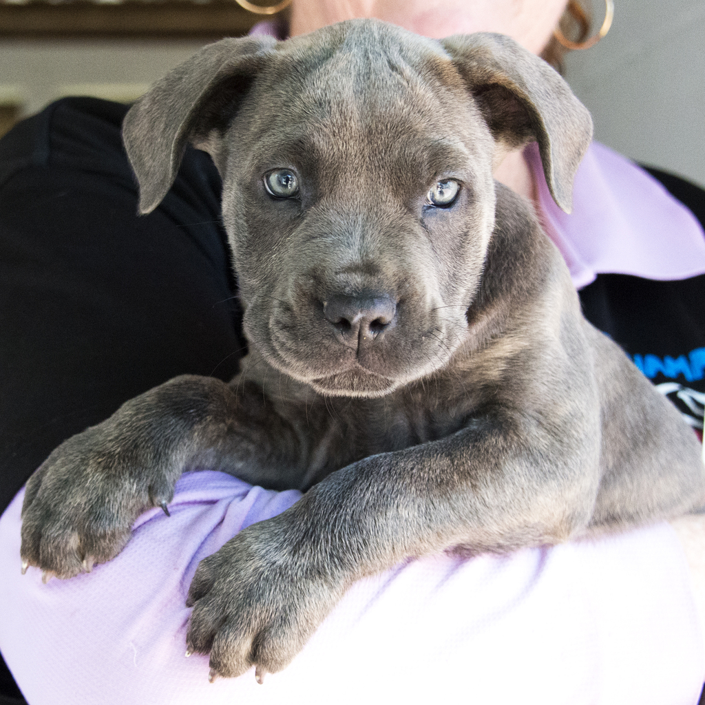 Tink Large Female Neapolitan Mastiff x Rottweiler Mix Dog in QLD PetRescue