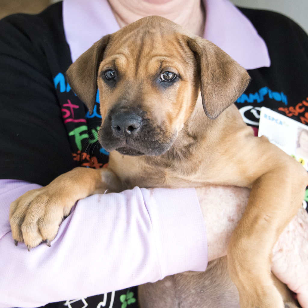 Max Large Male Neapolitan Mastiff x Rottweiler Mix Dog in QLD PetRescue