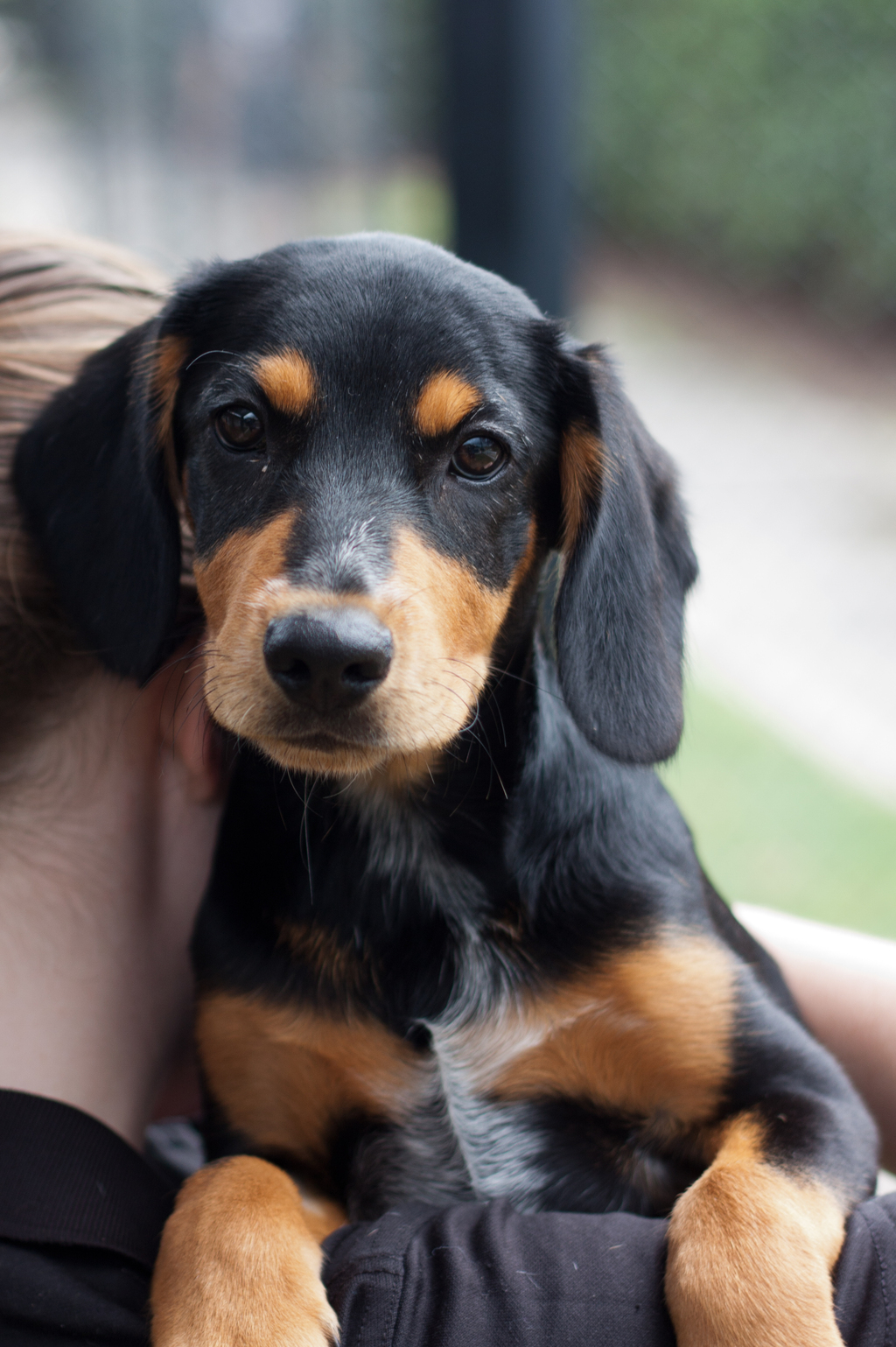 Opie Medium Male Australian Cattle Dog x English Cocker Spaniel Mix
