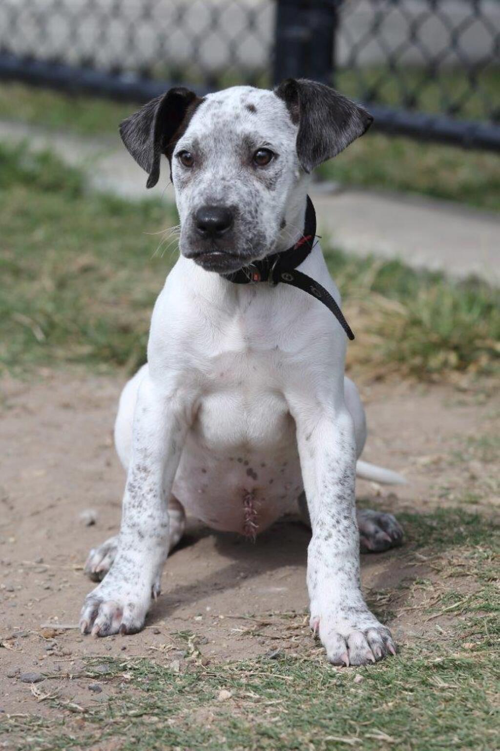 Arabic Ridgeback Milk Patty - Medium Female Bull Arab x Rhodesian Ridgeback Mix Dog in ...