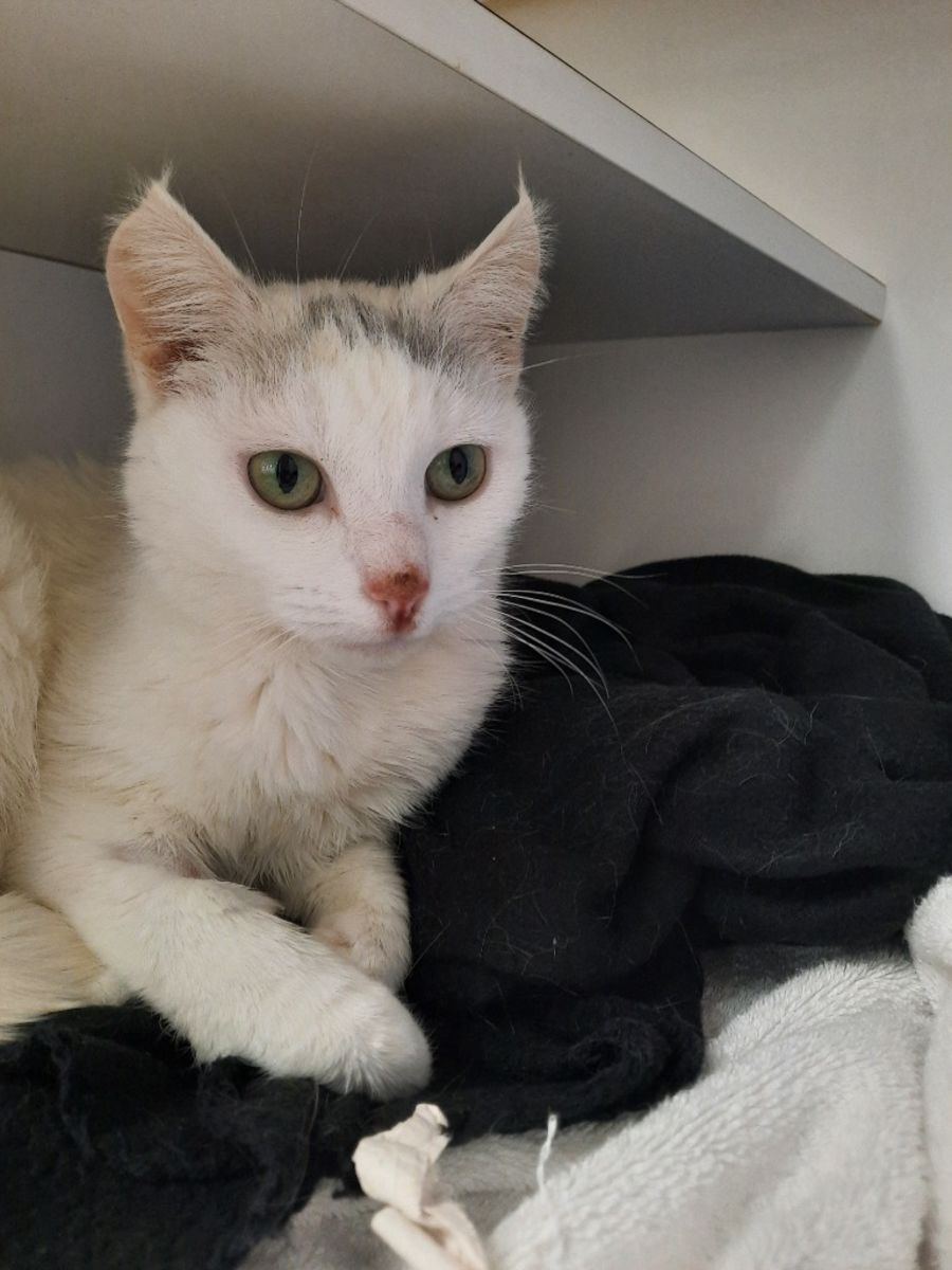 cheska - Female Domestic Short Hair Cat in VIC - PetRescue