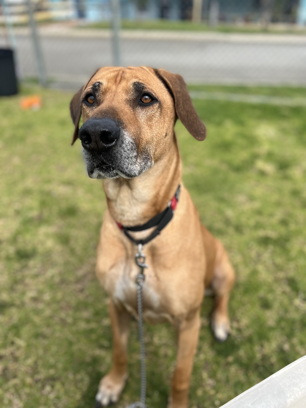 Rudd - Large Male Rhodesian Ridgeback Mix Dog in WA - PetRescue