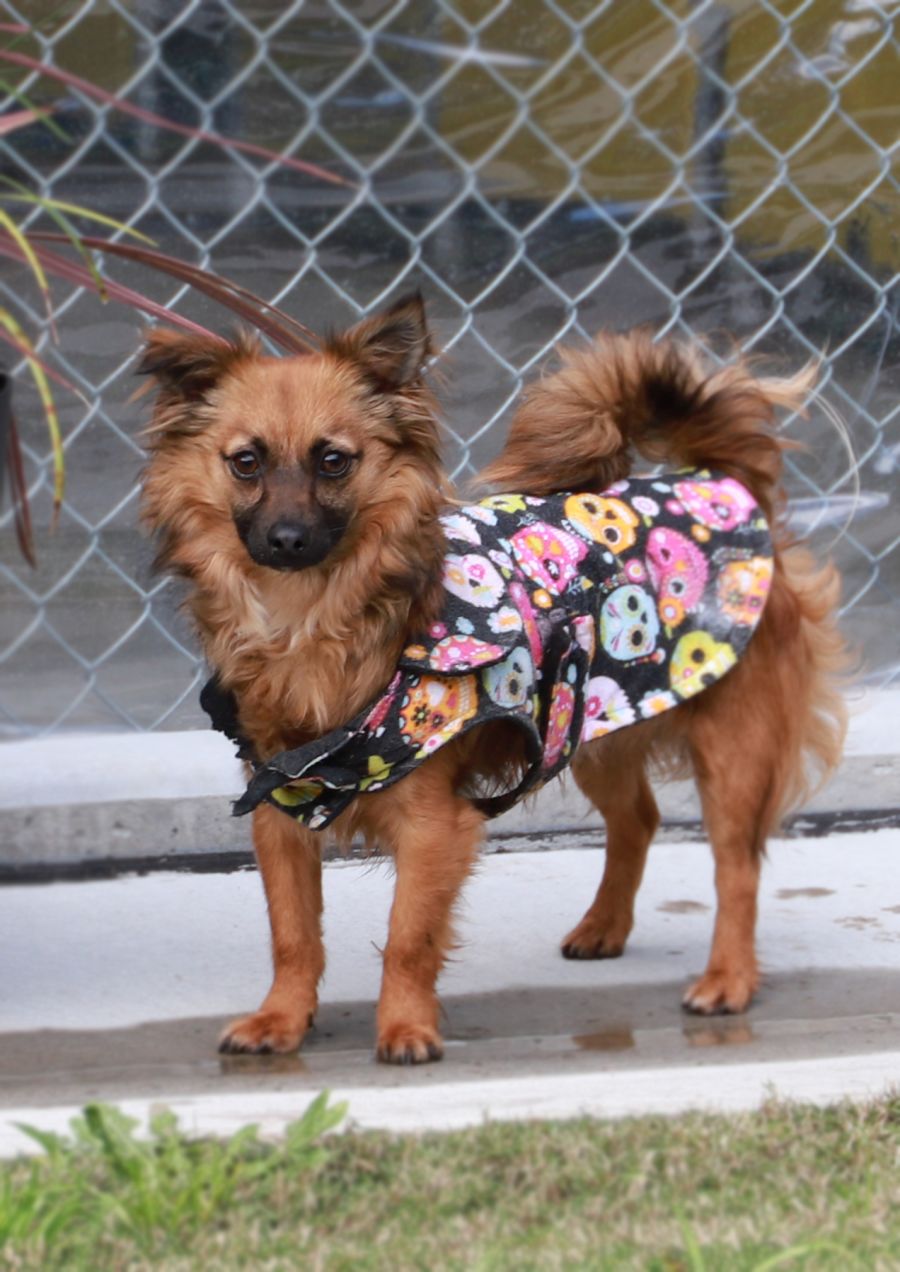 Stanley - 1 Year Old Chihuahua x Foxy (Trial) - Small Male Chihuahua Dog in  NSW - PetRescue