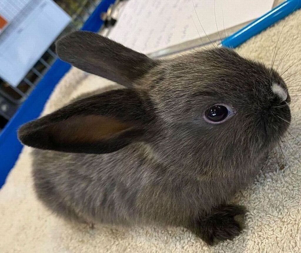 Sable Loop Rabbit Lime - Male American Sable Mix Rabbit in VIC - PetRescue