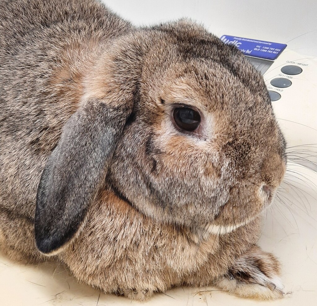 Darcy - Female Lop Eared Rabbit in VIC - PetRescue