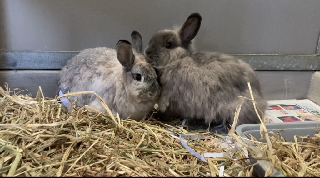 Princess Luna - Female Lop Eared Mix Rabbit in WA - PetRescue
