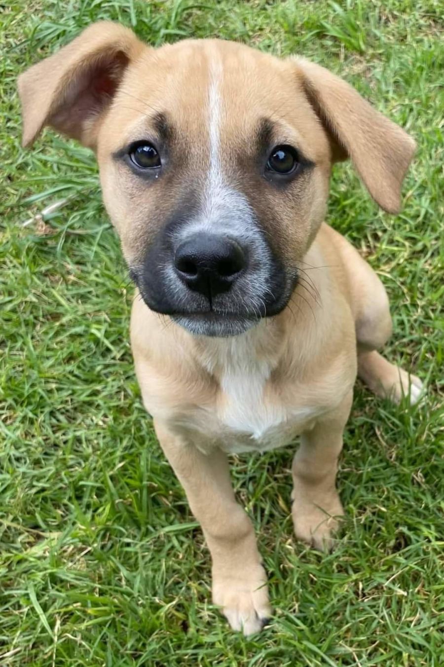 Sherri - Large Female Labrador x Rhodesian Ridgeback Mix Dog in VIC ...