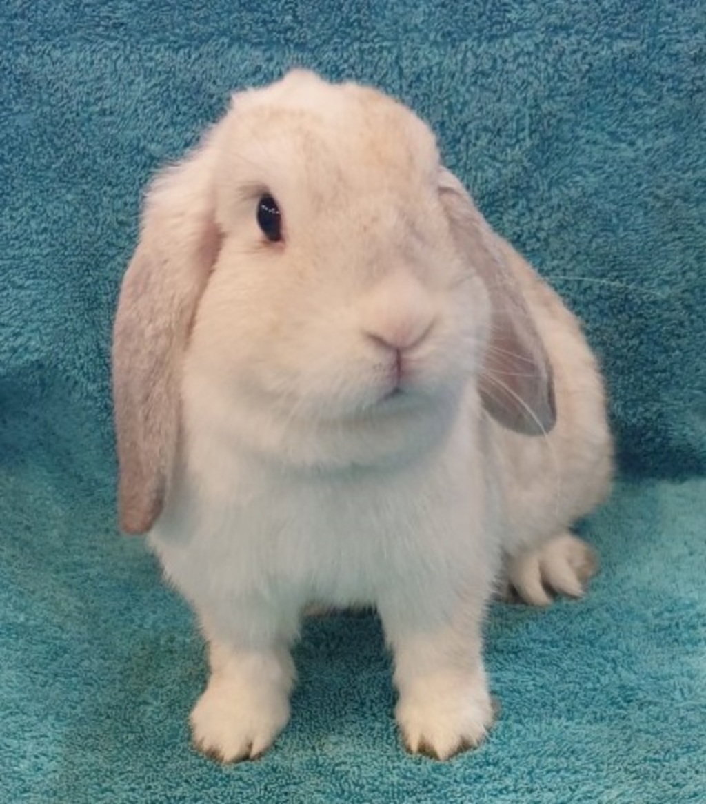 Smokey - Female Mini Lop Rabbit in VIC - PetRescue