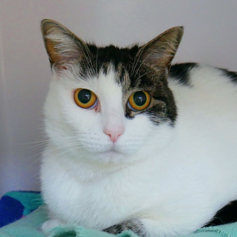 Violet SUA010248 Female Domestic Short Hair Cat in VIC PetRescue
