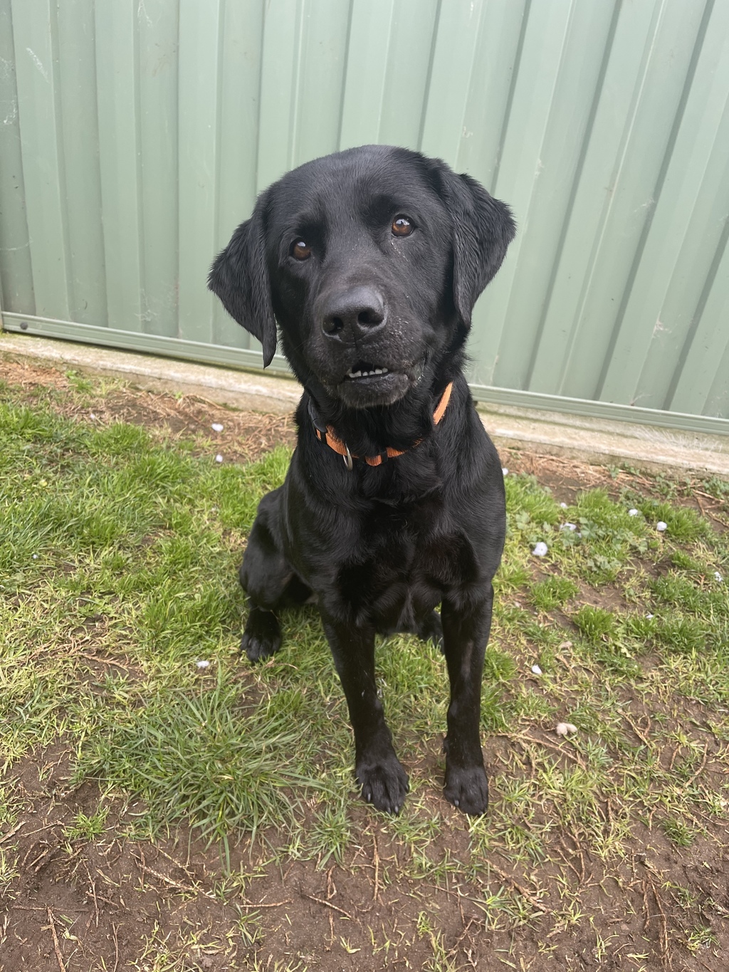 Rocco Large Male Labrador Dog in VIC PetRescue