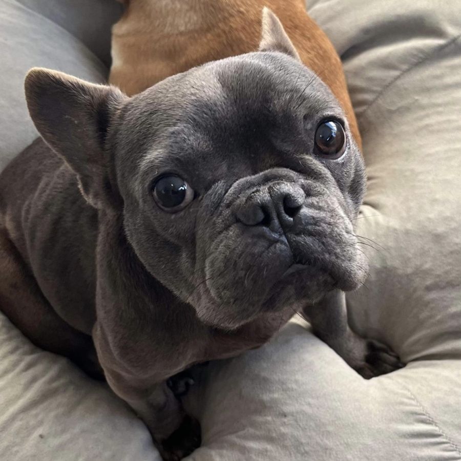 Francesca 🦋 - Small Female French Bulldog Dog in NSW - PetRescue