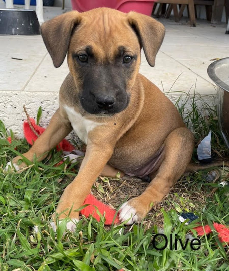 Olive Large Female Staffy x Bull Arab Mix Dog in QLD PetRescue