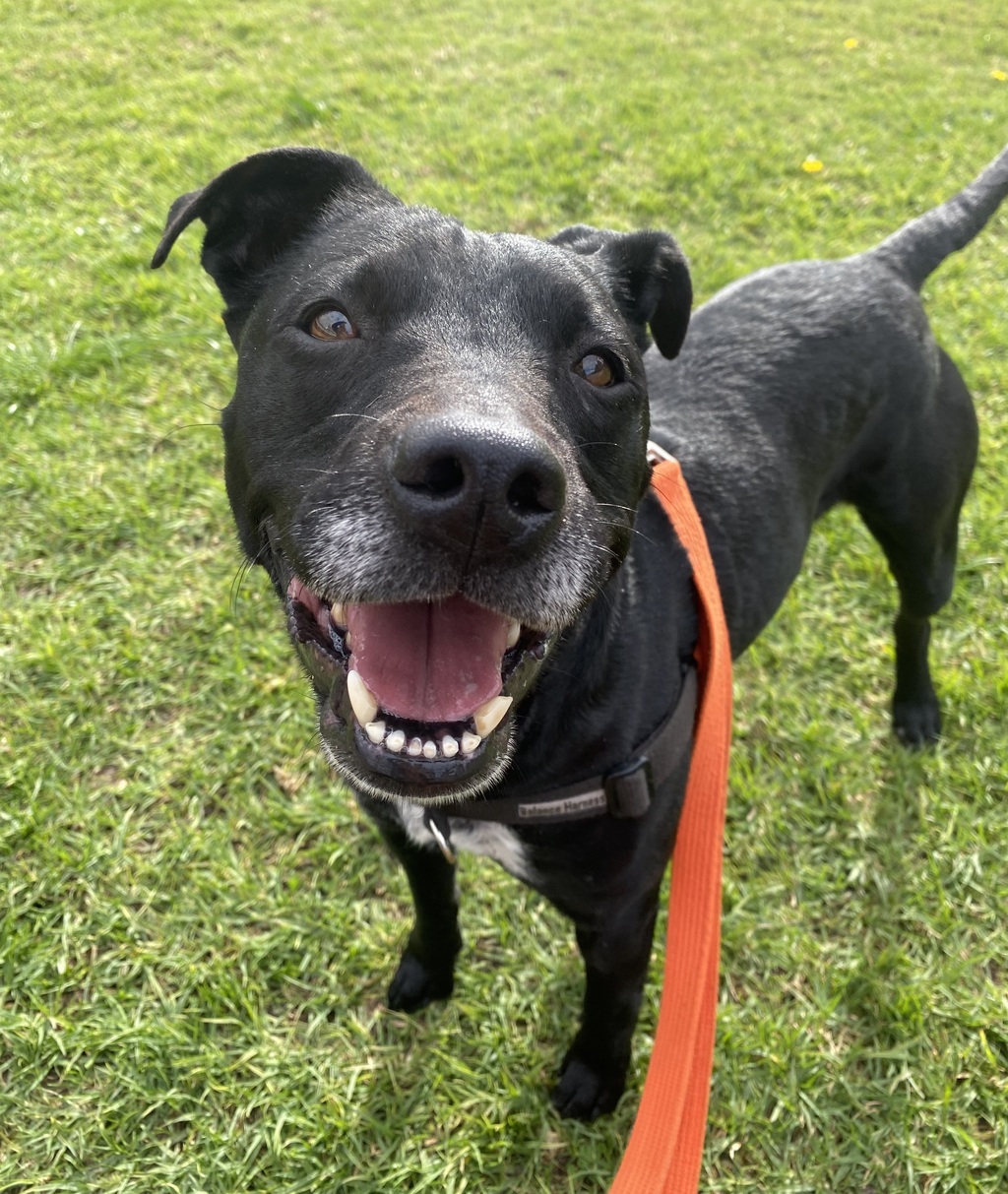 Poppy - Medium Female Staffordshire Bull Terrier Dog in VIC - PetRescue