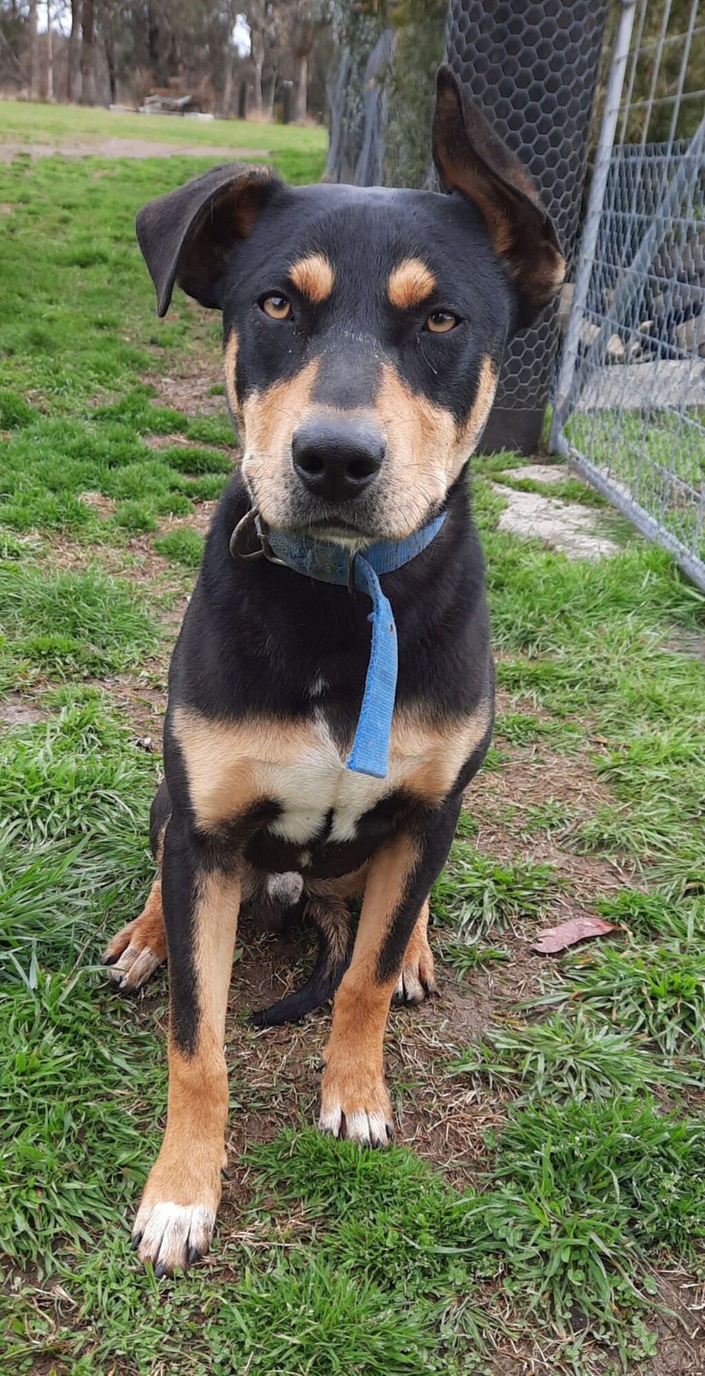 Dazza - Medium Male Kelpie Mix Dog in NSW - PetRescue