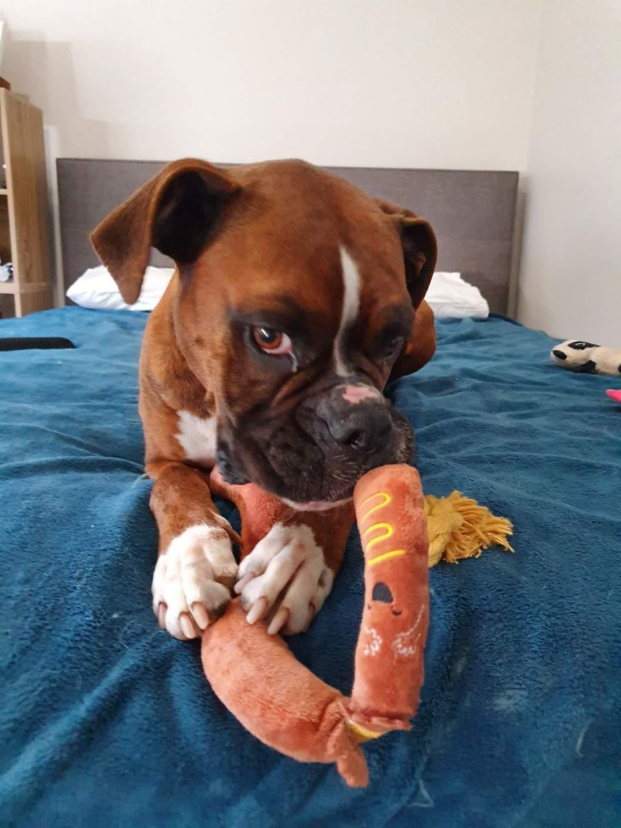 Willow Medium Female Boxer Dog in VIC PetRescue