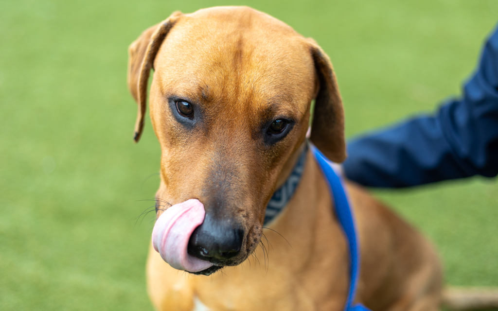 Scooby Dooby Doo - Large Male Rhodesian Ridgeback Mix Dog in VIC ...