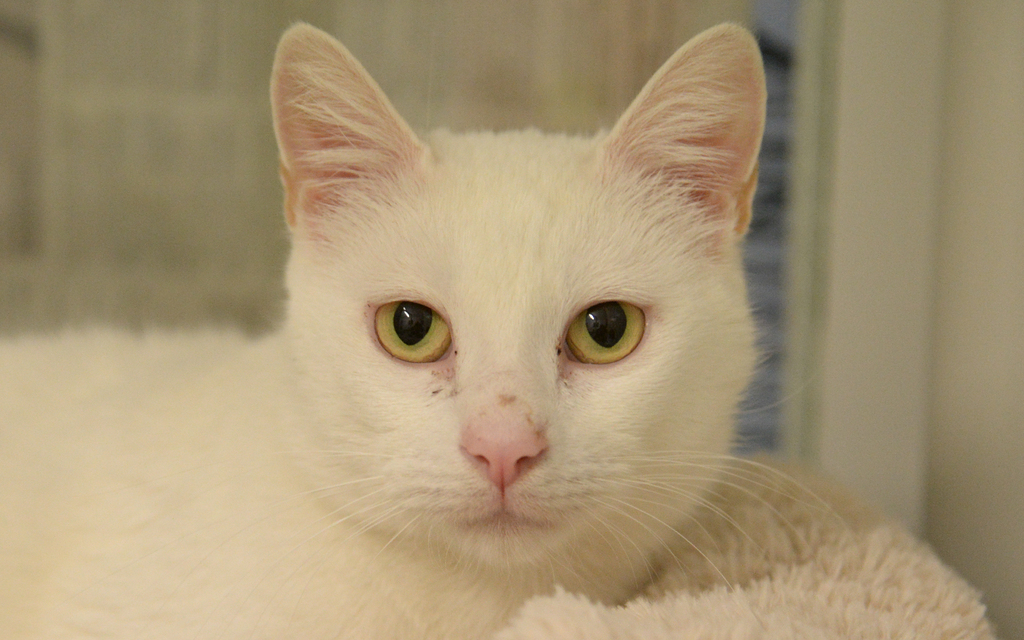 skeletor-female-domestic-short-hair-mix-cat-in-vic-petrescue