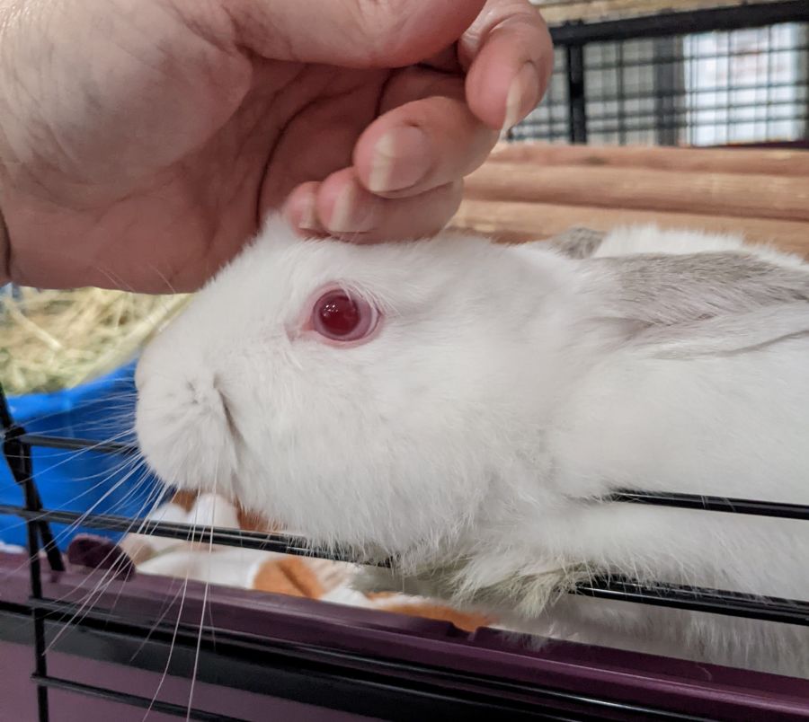 Francis Male Domestic Rabbit in VIC PetRescue