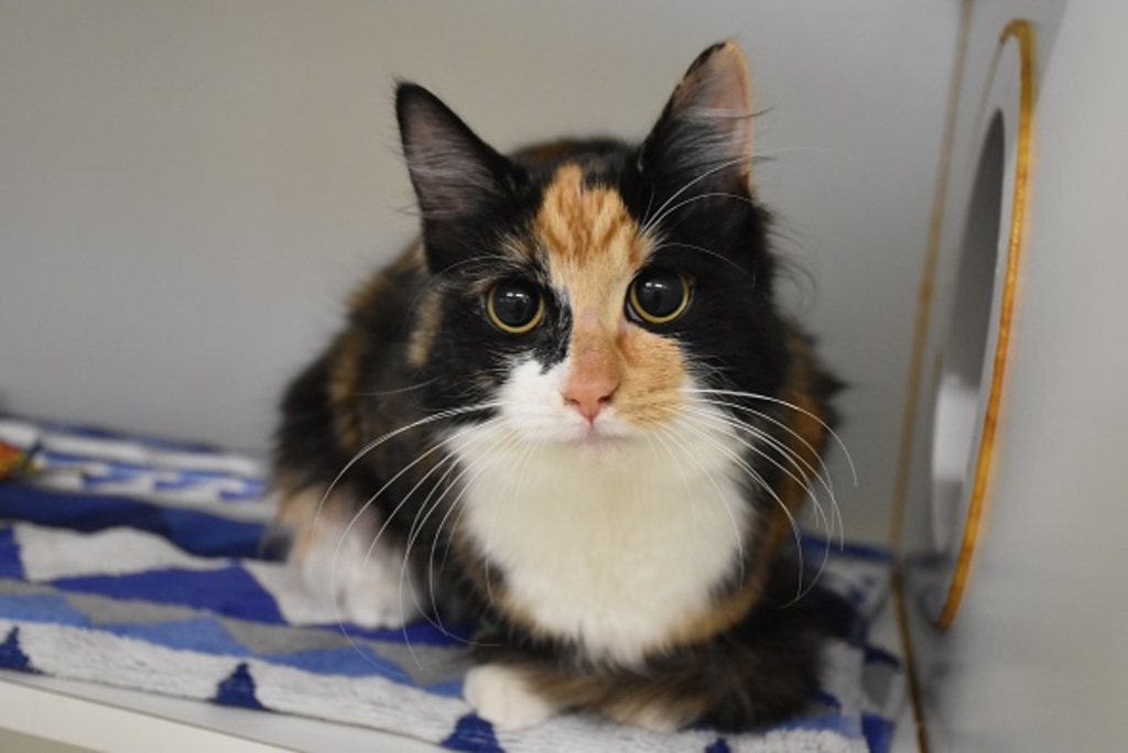 Peanut Fudge - Female Domestic Medium Hair Mix Cat in VIC - PetRescue