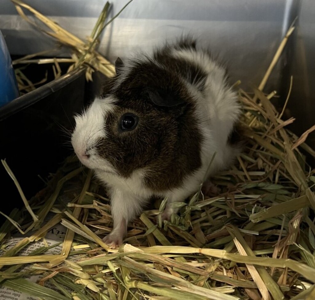 Boggle Eye Yoda (nee York) Male Shorthair Guinea Pig Unspecified