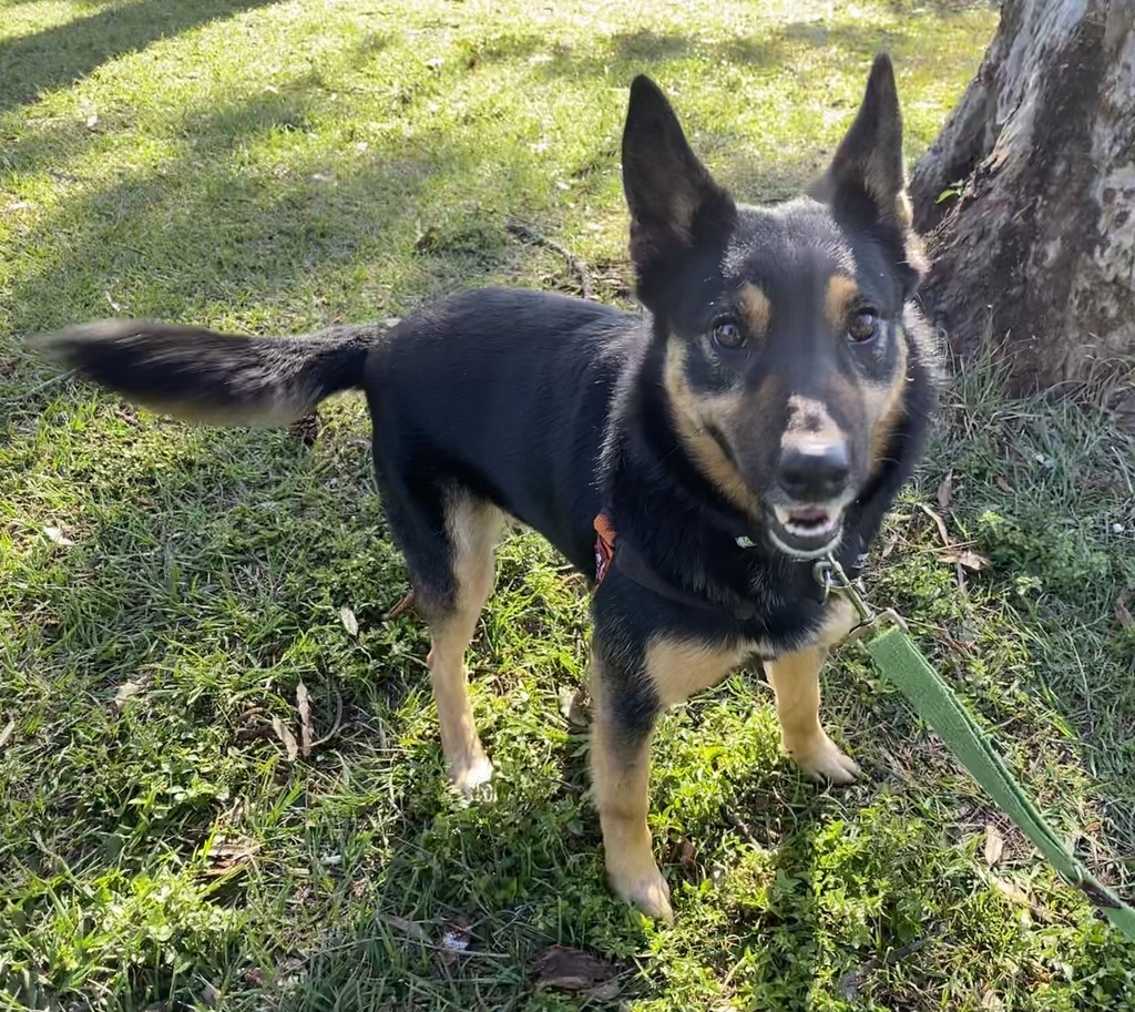 Thea Medium Female Kelpie x Australian Koolie Mix Dog in QLD PetRescue
