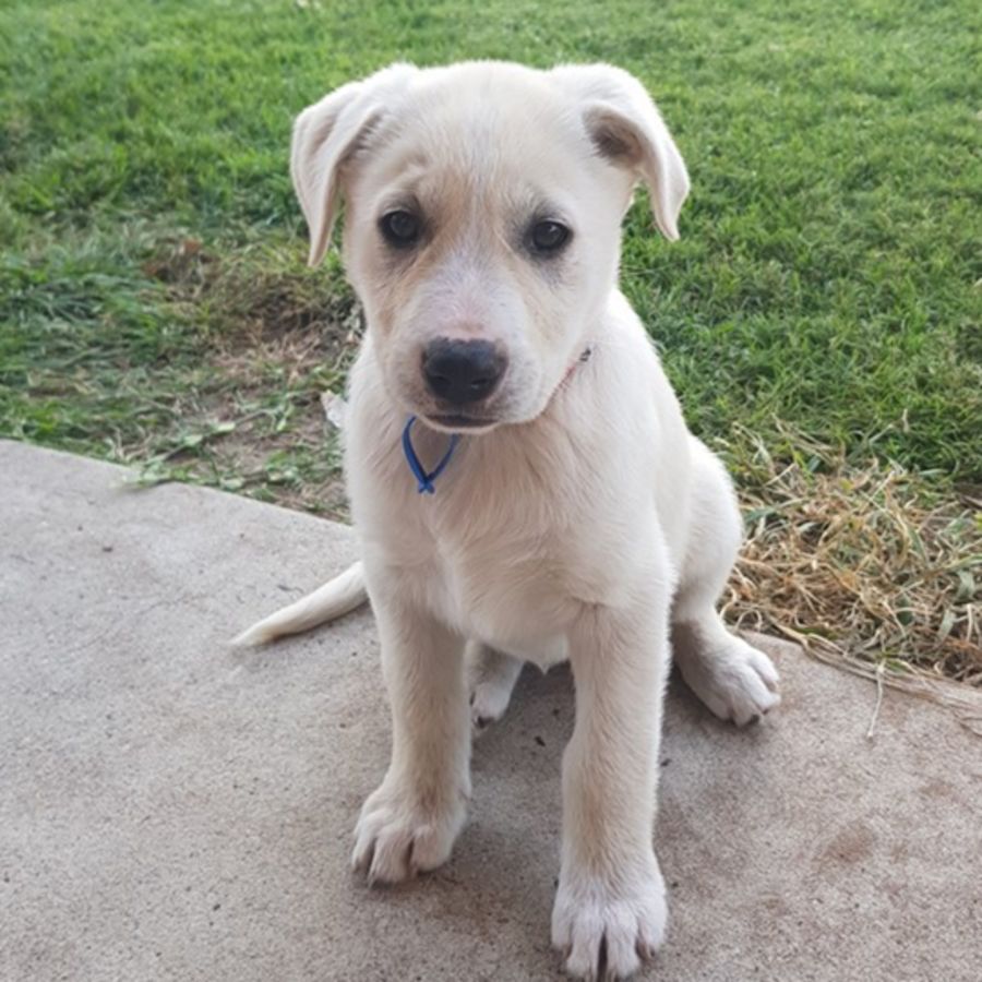 Tara Large Female Labrador x Maremma Sheepdog Dog in QLD PetRescue