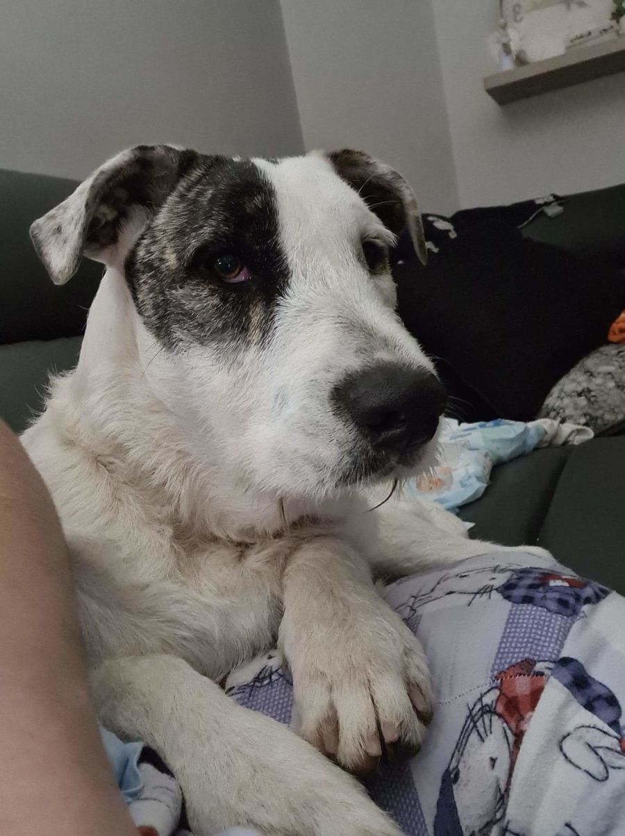 Pippa Medium Female Irish Wolfhound x Bull Arab Mix Dog in VIC PetRescue
