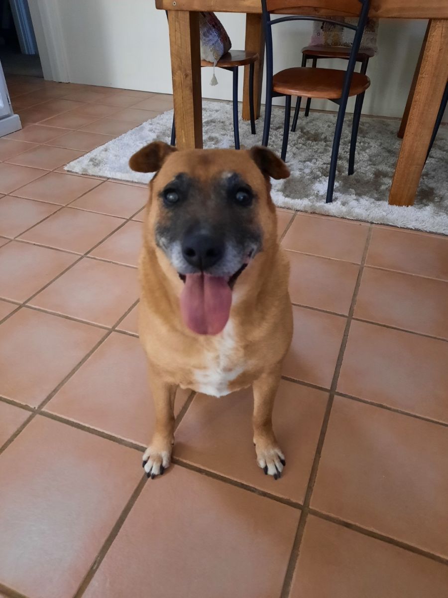 Oldies but Goodies Dog Rescue PetRescue