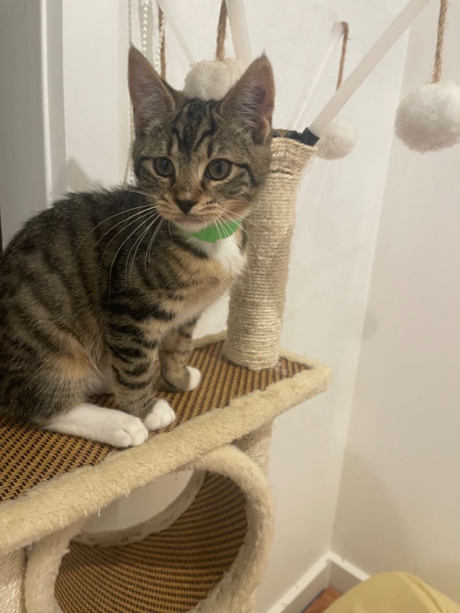 Boots meet me at Petstock Chelsea store Male Domestic Short Hair Cat in VIC PetRescue