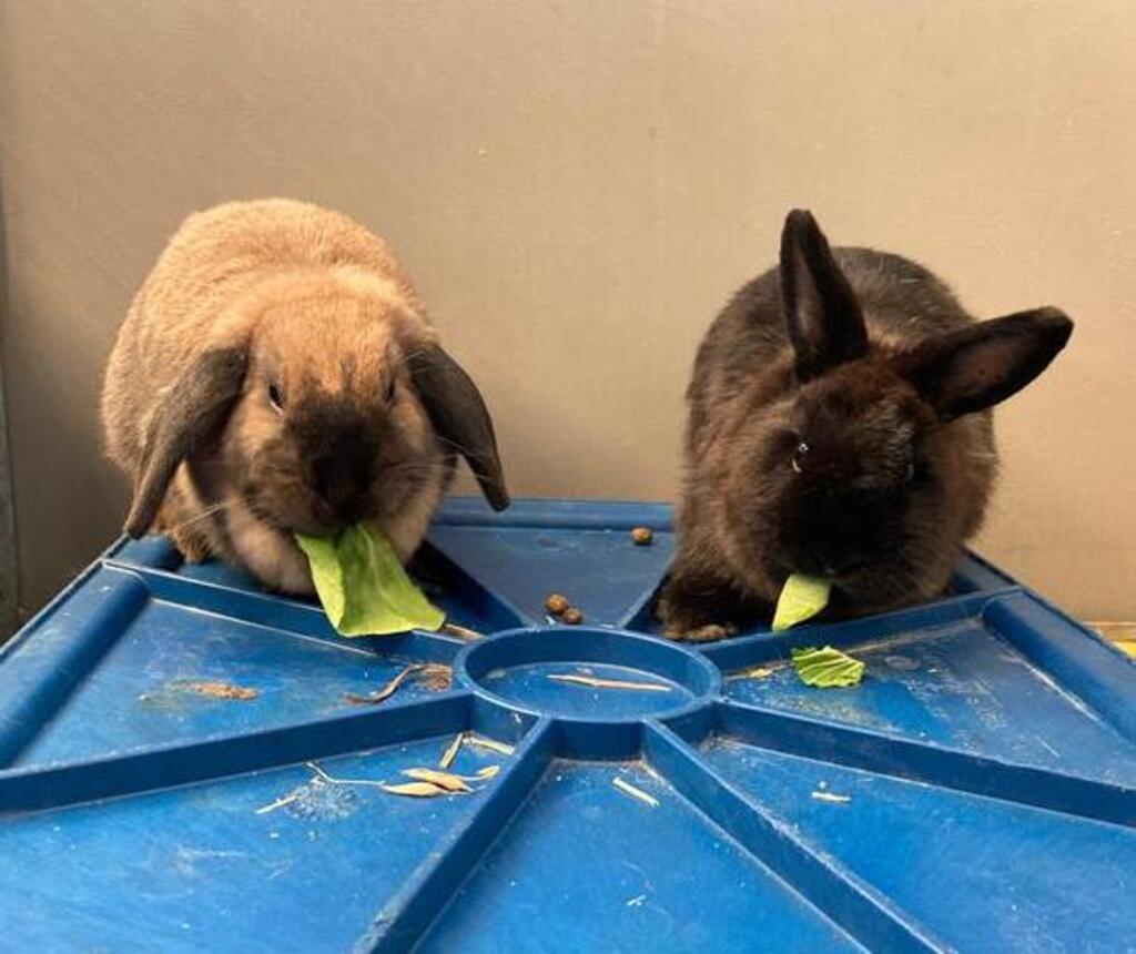Cinnamon Female Lop Eared Mix Rabbit in WA PetRescue