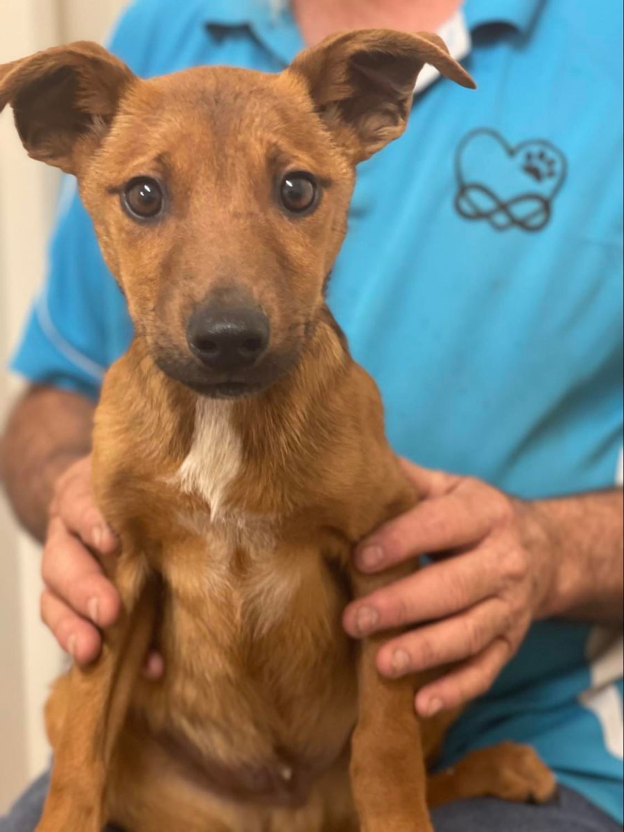 Darcy - Medium Male Mixed Breed Dog in QLD - PetRescue