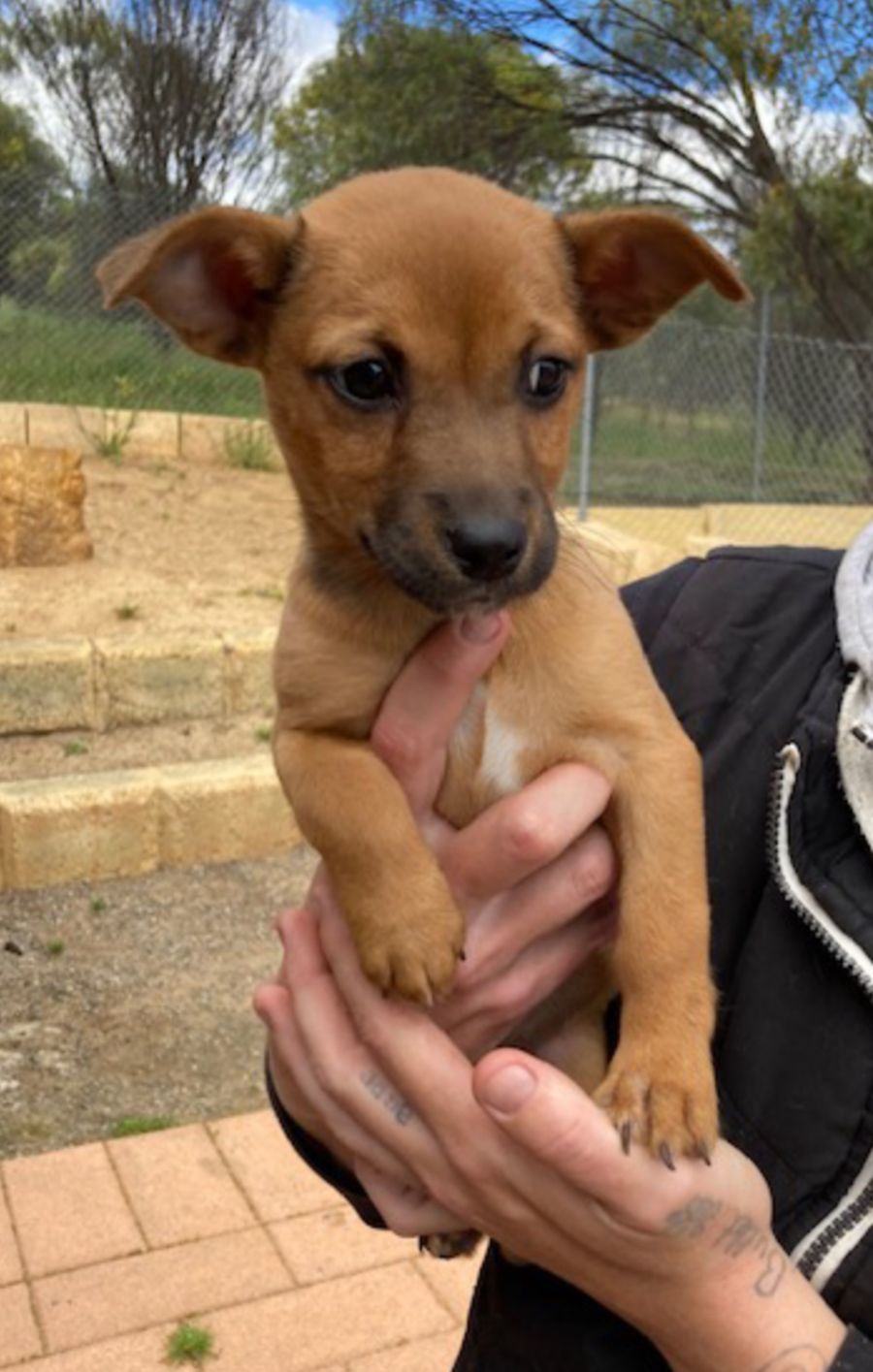 Kia - Medium Female Jack Russell Terrier x Cross breed Dog in WA - PetRescue Kia - Medium Female Jack Russell Terrier x Cross breed Dog in WA - PetRescue