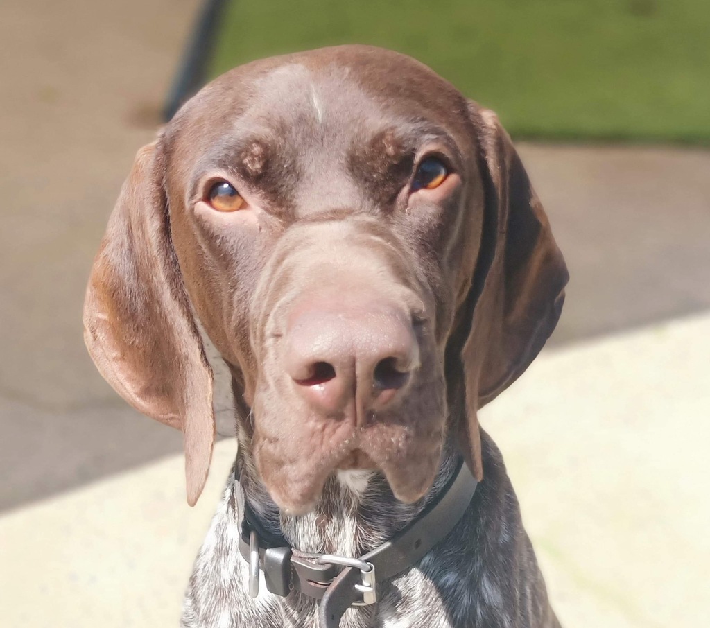 Dutch - Large Male German Shorthaired Pointer Dog in VIC - PetRescue