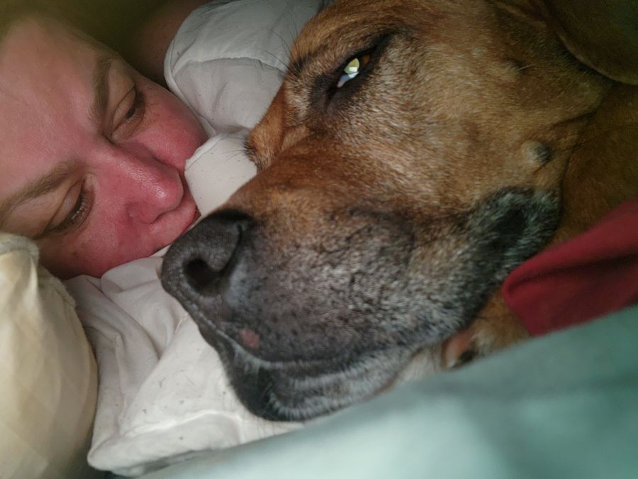 Boxer Ridgeback Rescue Dogs Lexie - Large Female Boxer x Ridgeback Dog in VIC - PetRescue
