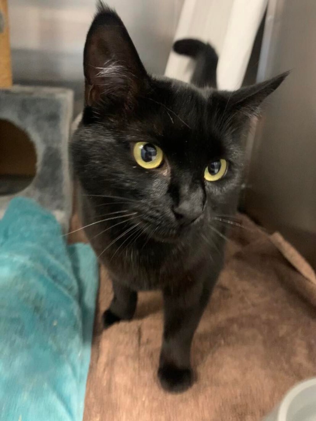 Cat Rasure Bo Bo - Female Domestic Short Hair Cat in ACT - PetRescue